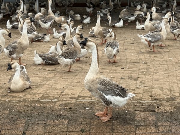 熊猫配资 狮头鹅安家黑土地，富锦探索出致富新路